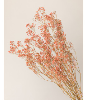 Pink dried gypsophila detail
