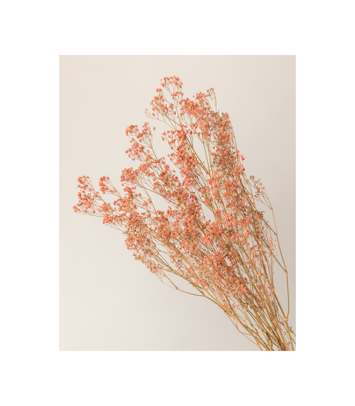 Pink dried gypsophila detail