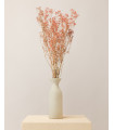 Pink dried gypsophila
