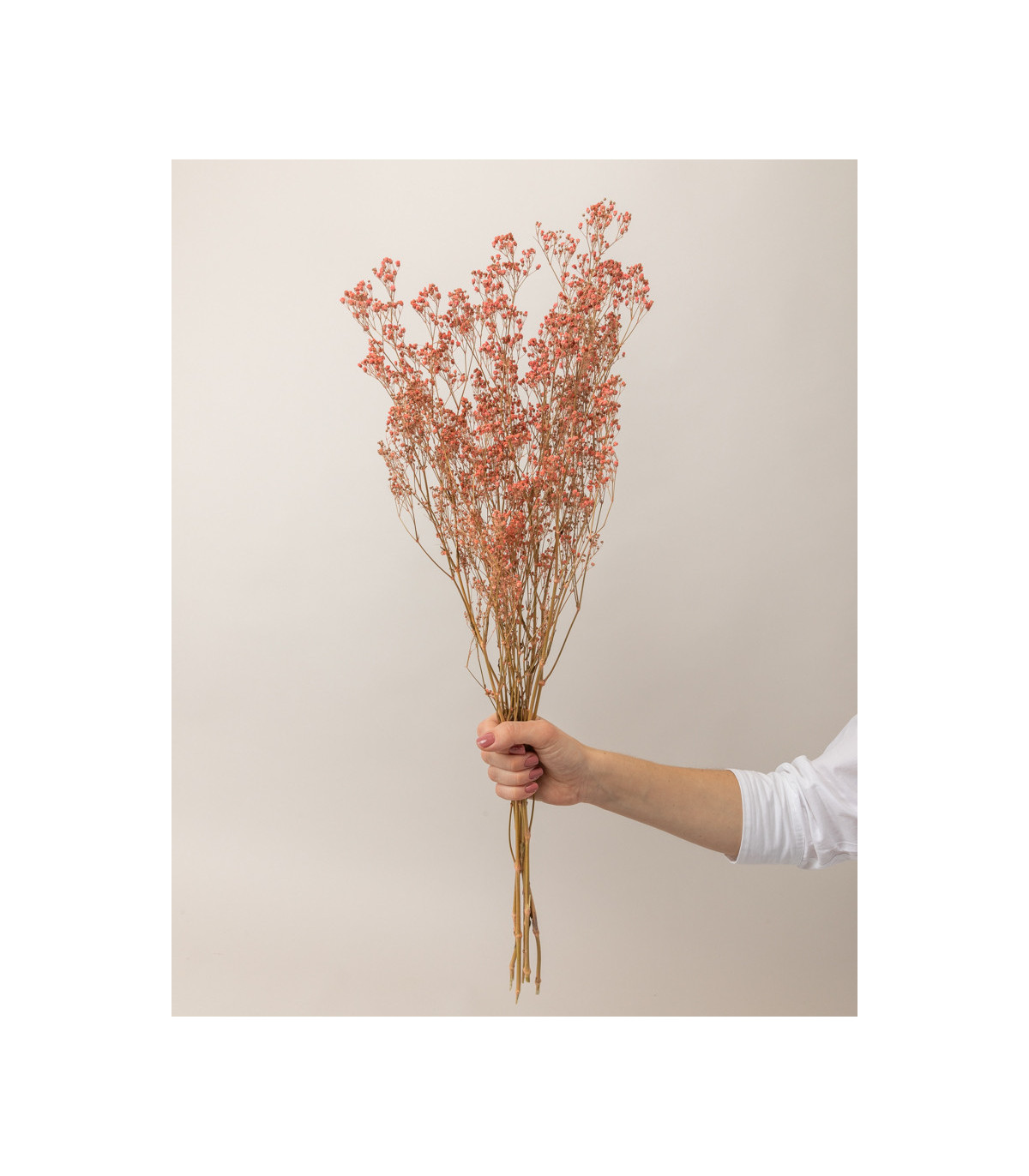 Pink dried gypsophila | Decorative dried flowers