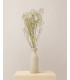 White dried gypsophila