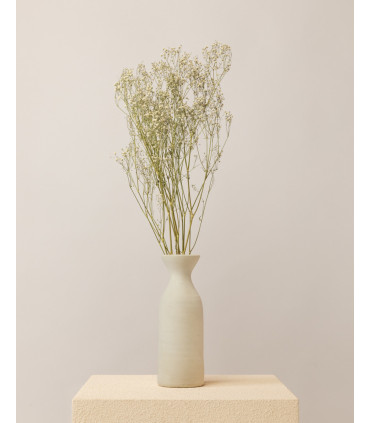 White dried gypsophila