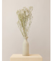 White dried gypsophila