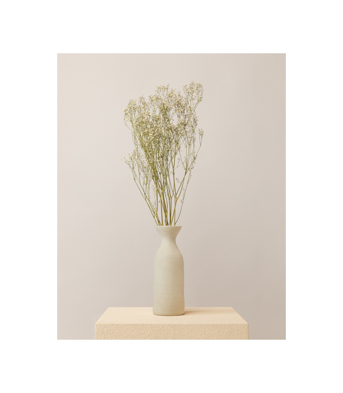 White dried gypsophila