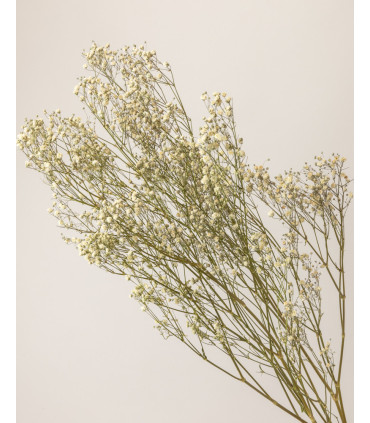 White dried gypsophila | Decorative dried flowers
