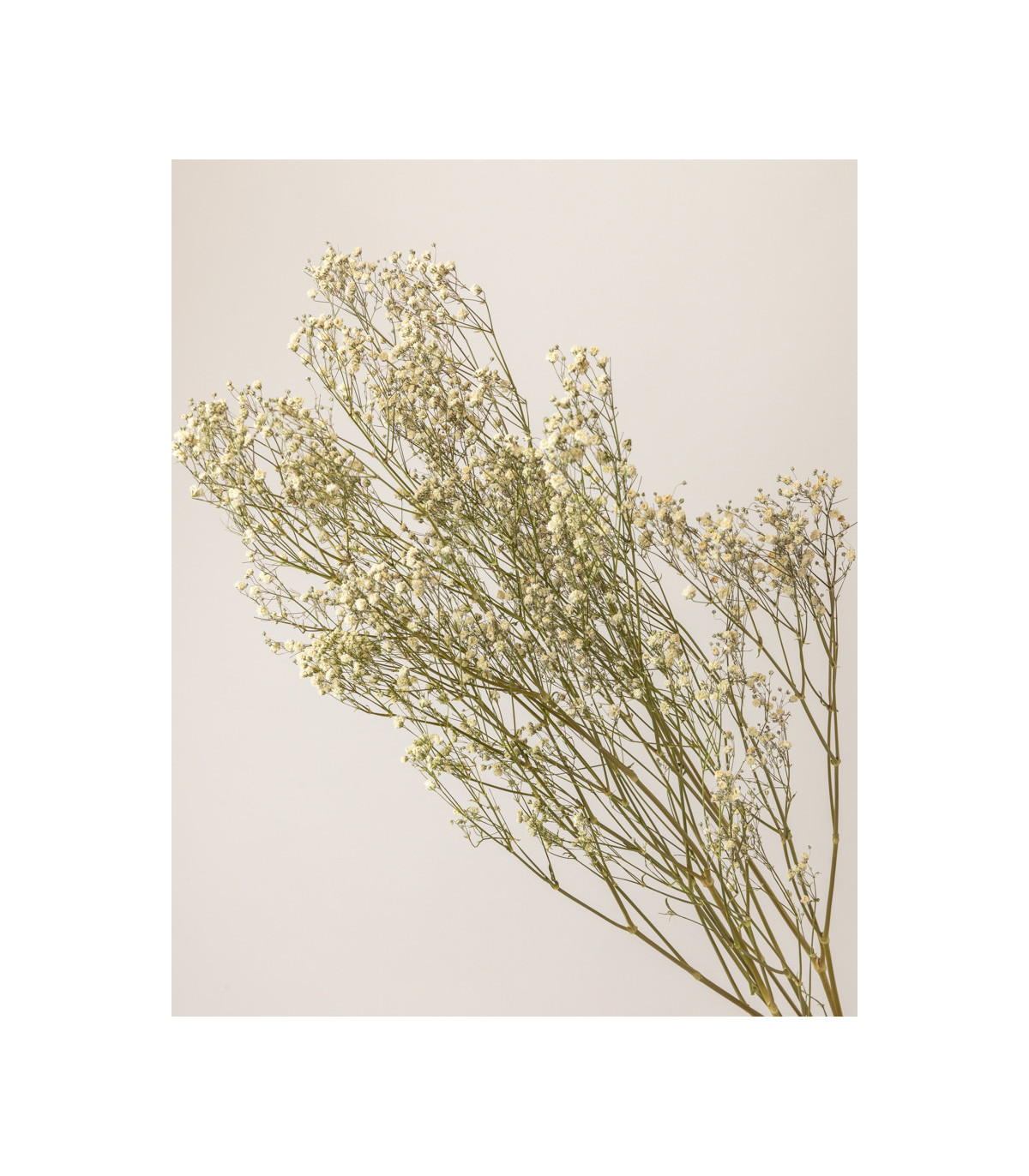 White dried gypsophila | Decorative dried flowers