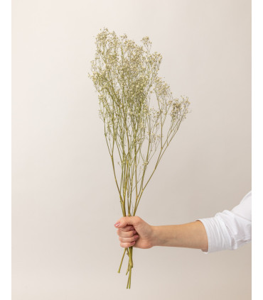 White dried gypsophila hand