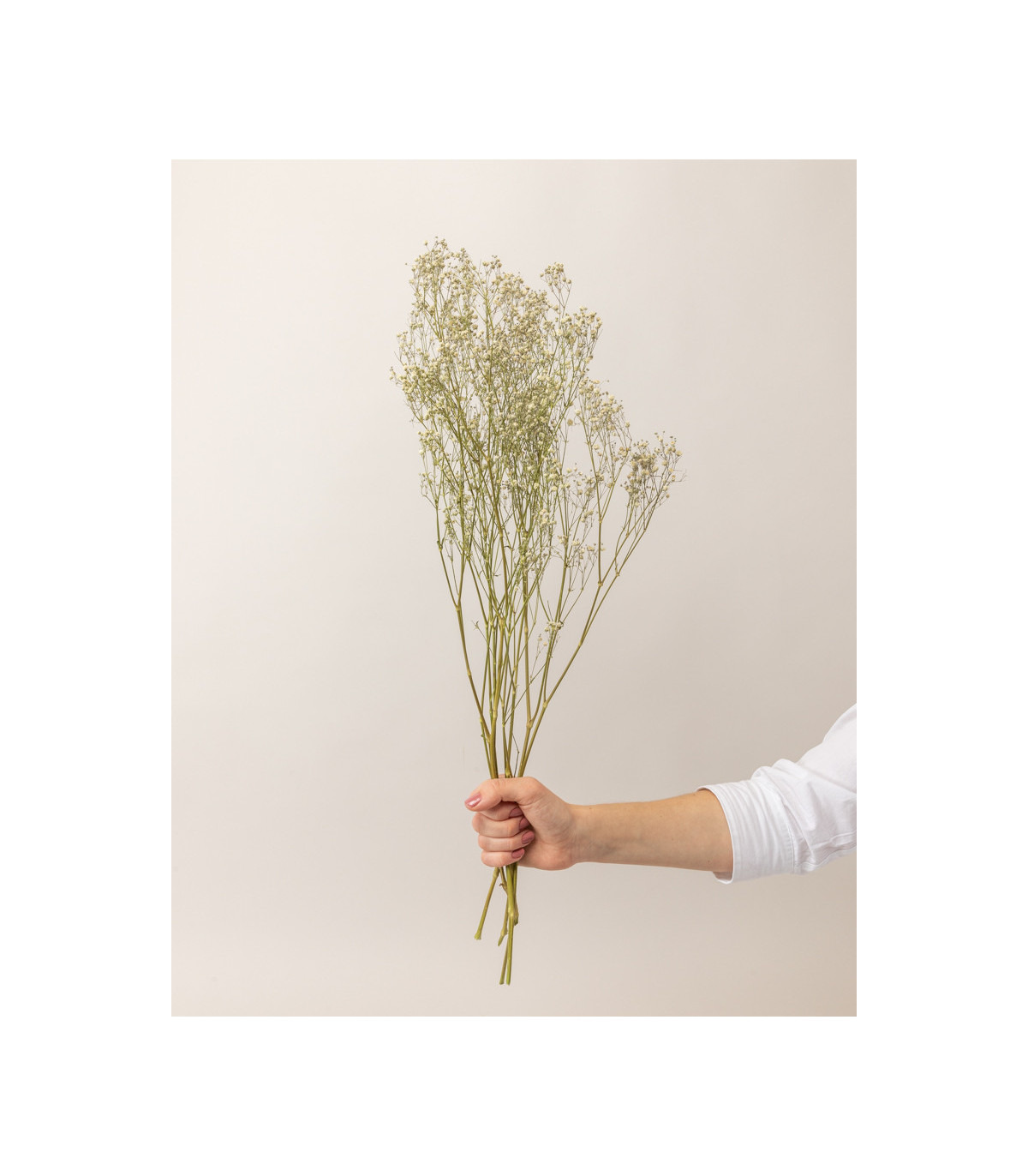 White dried gypsophila hand