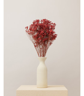 broom bloom seco rojo
