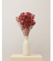 Red dried broom bloom (bunch)