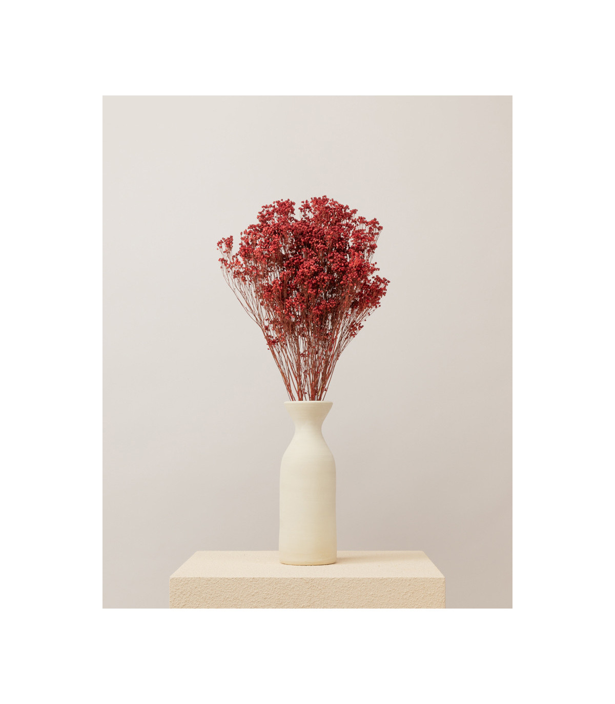 Red dried broom bloom