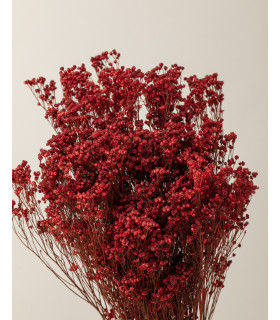 Broom bloom seco rojo (mazo)