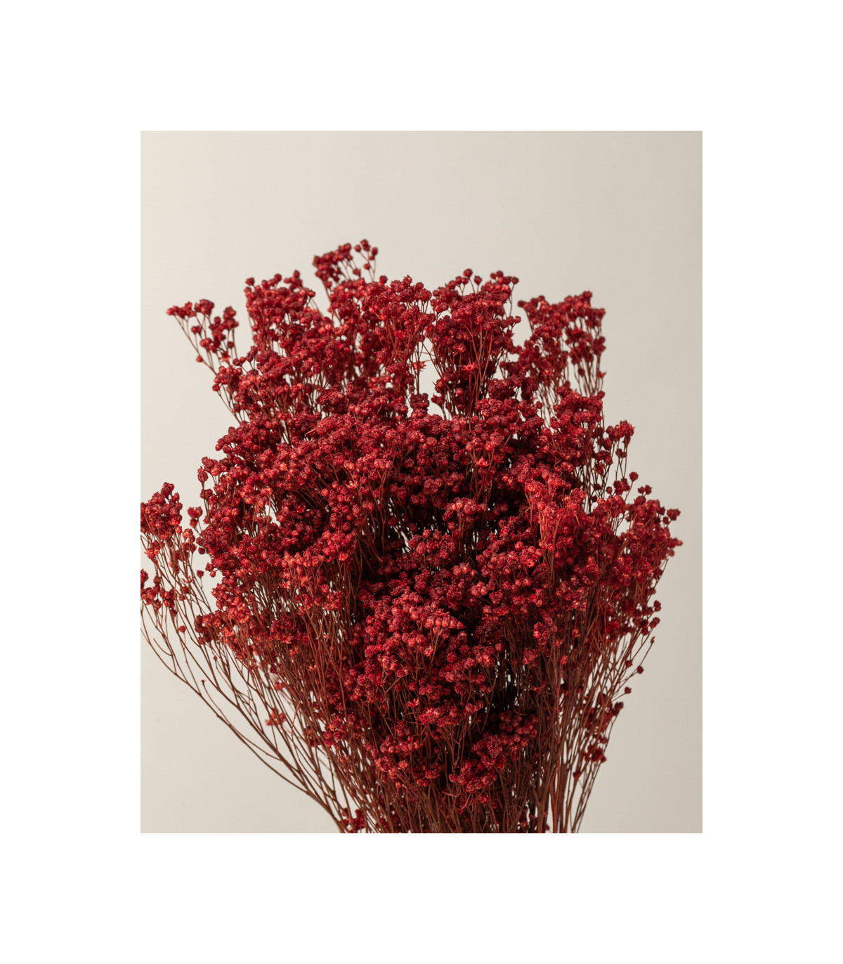 Red dried broom bloom detail