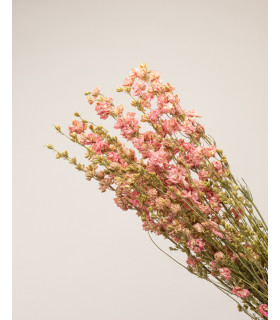 detalle de mazo de delphinium seco rosa