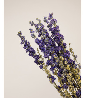 delphinium seco detalle