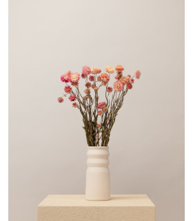 helichrysum seco rosa mazo en jarron