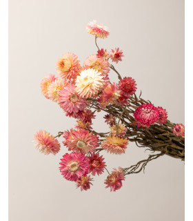 helichrysum rosa detalle seco