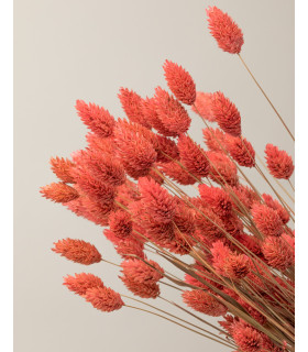 detalle phalaris seco rosa