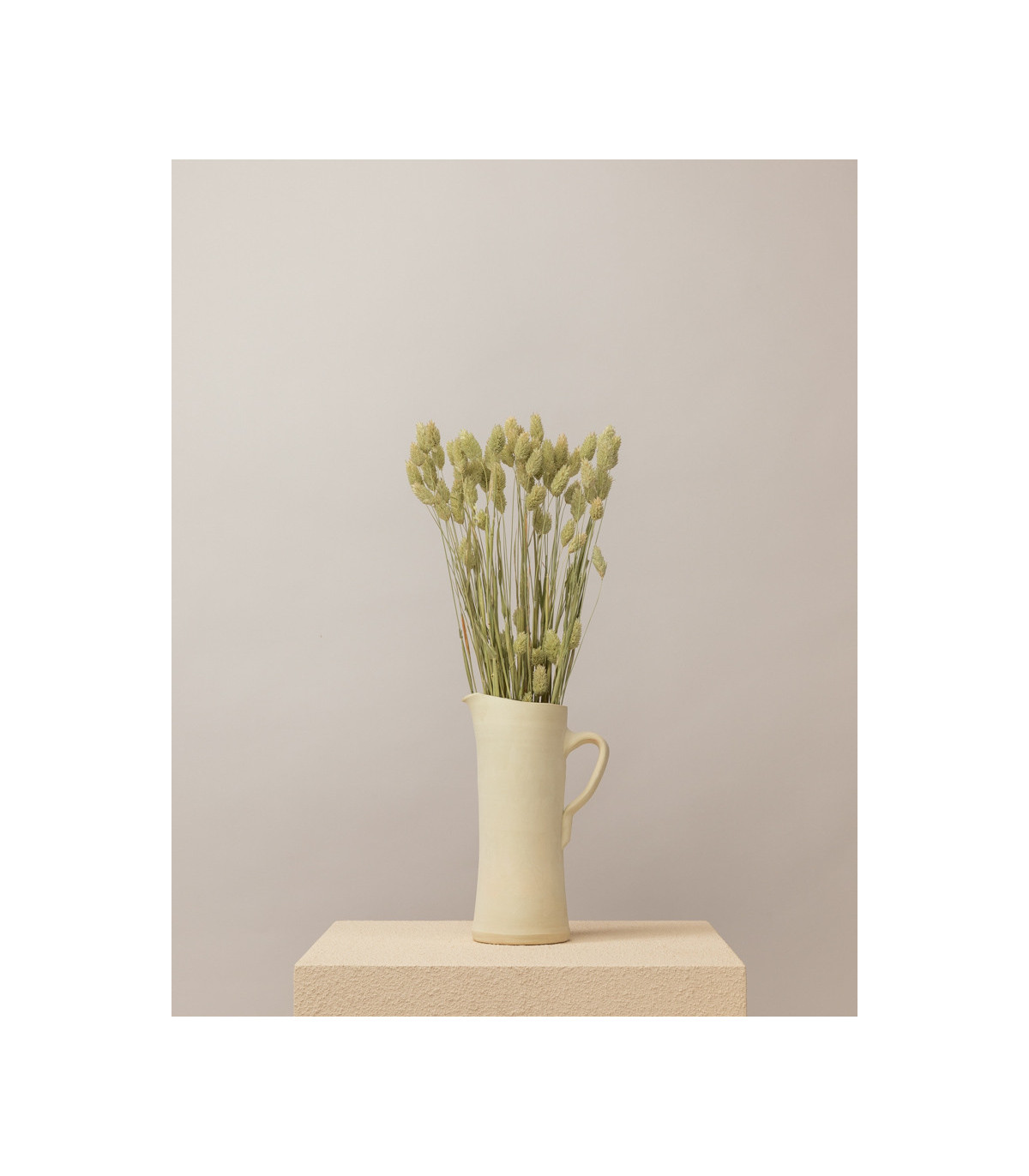 phalaris seco natural mazo