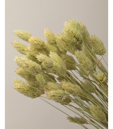 foto detalle phalaris seco natural