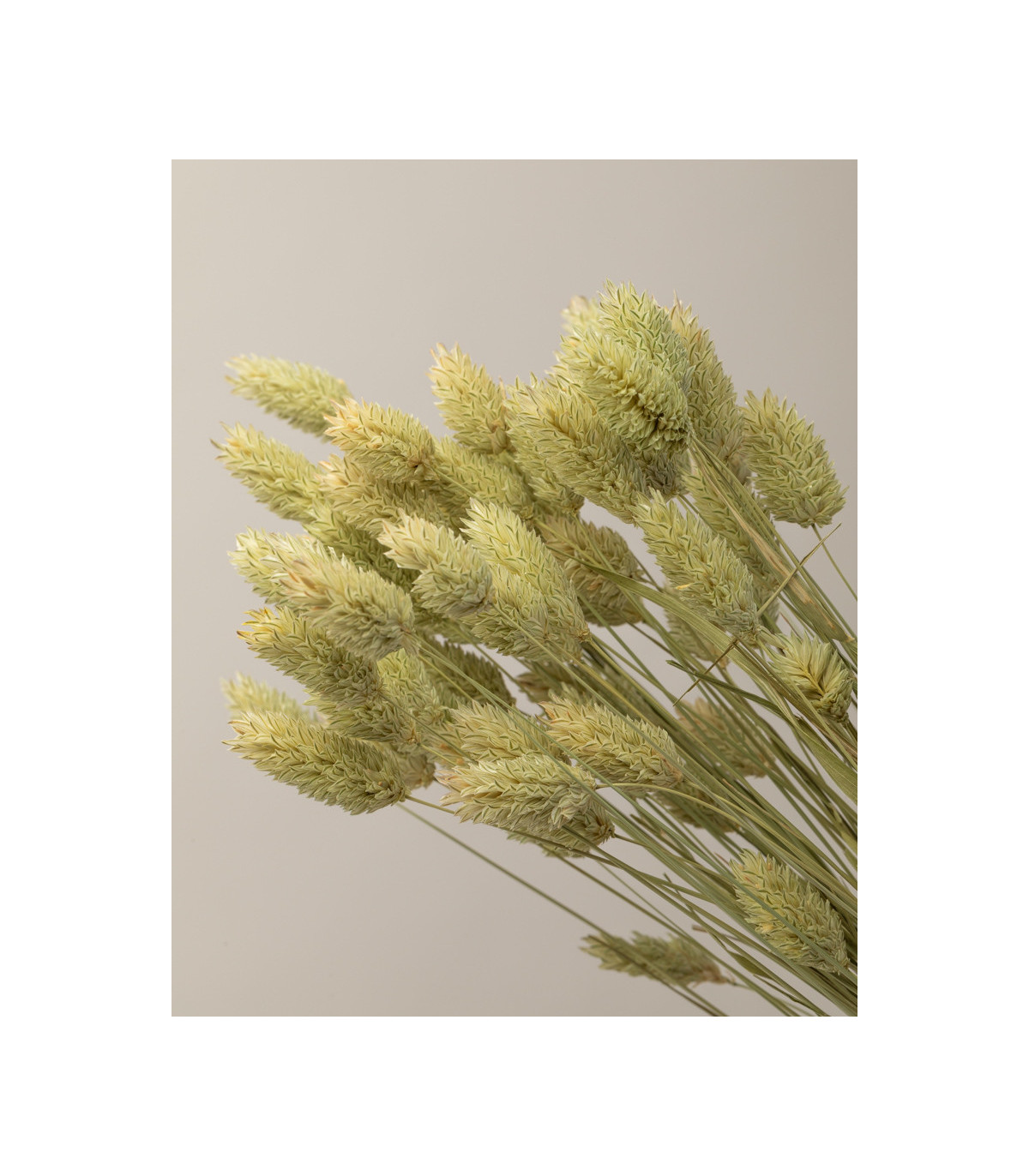 foto detalle phalaris seco natural