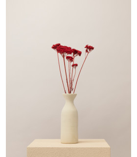 achillea seca roja mazo