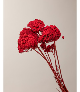 detalle foto tallos achillea parker seca roja