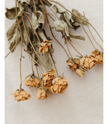 Natural white dried spray roses detail