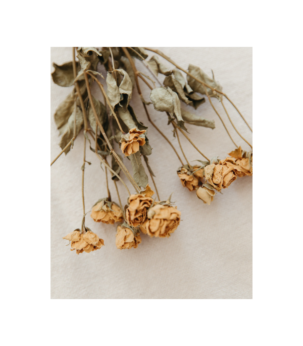 Natural white dried spray roses detail