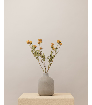 Natural white dried spray roses in a vase