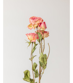 dried spray pink rose detail