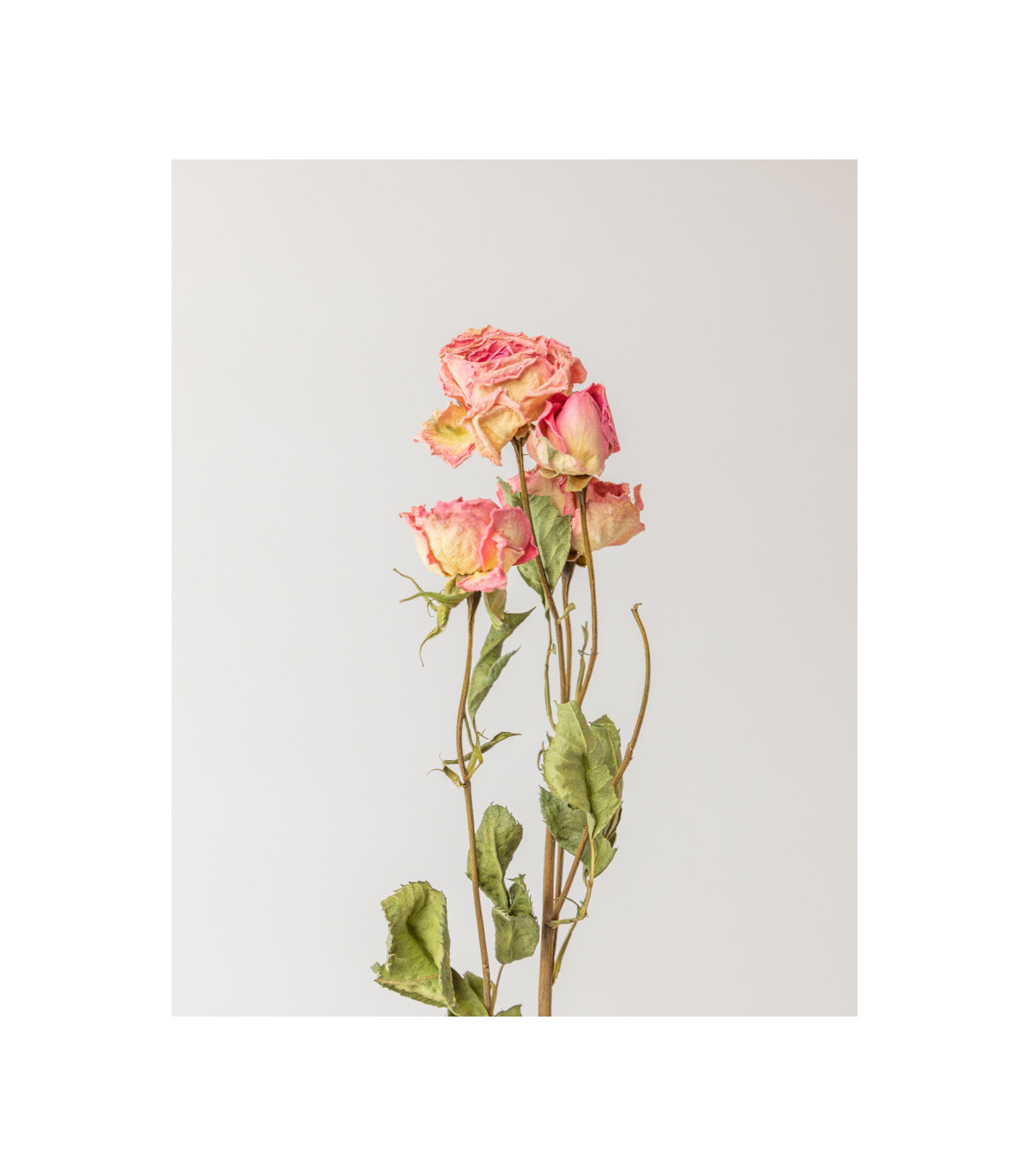 dried spray pink rose detail