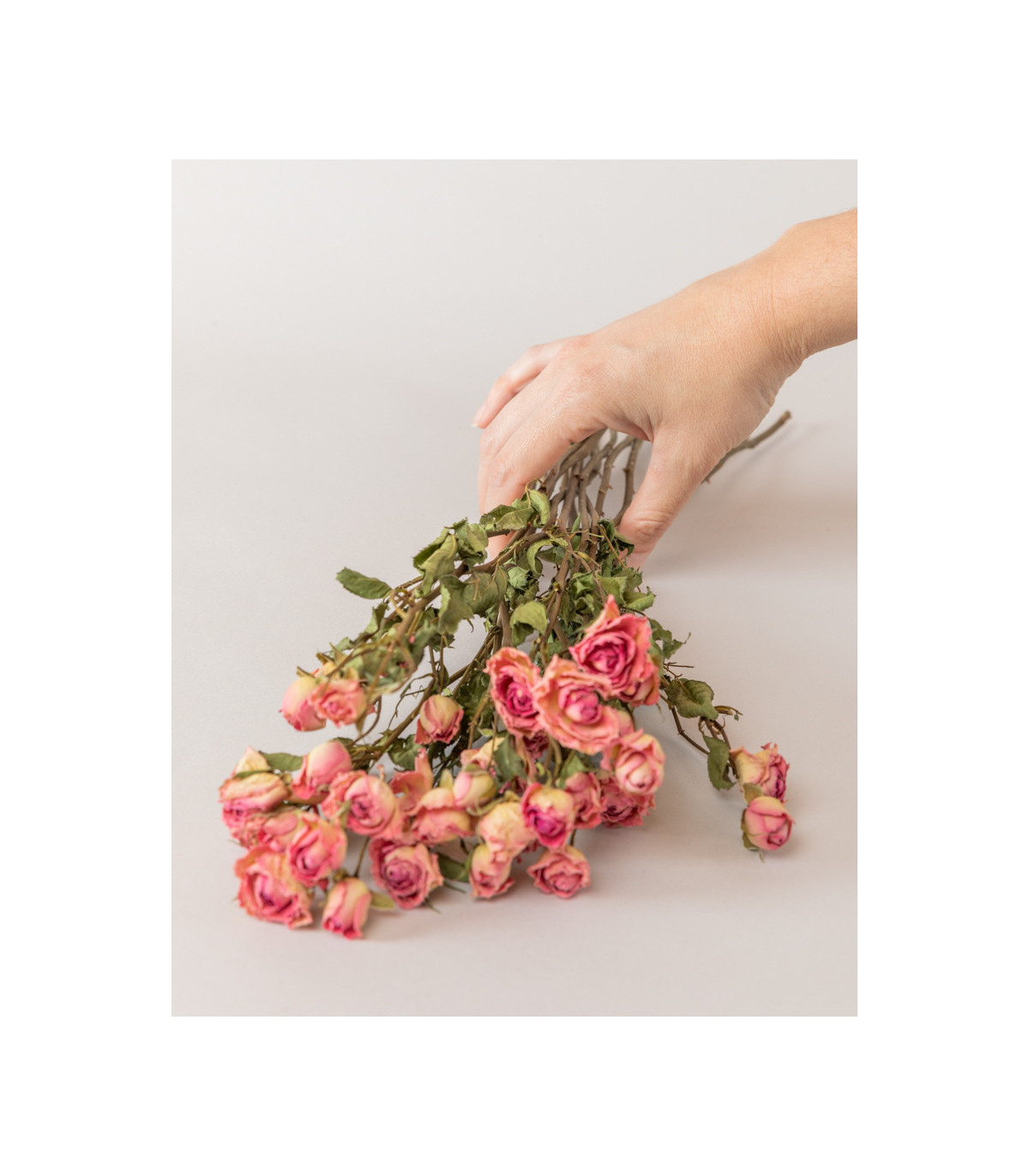 hand with pink dried spray roses bunch