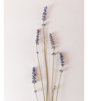 tails dried lavender