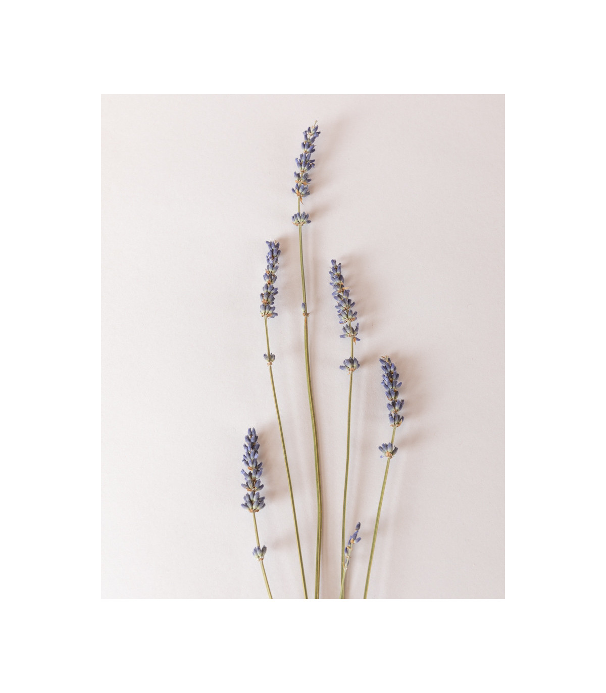 tails dried lavender