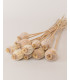 natural dried papaver