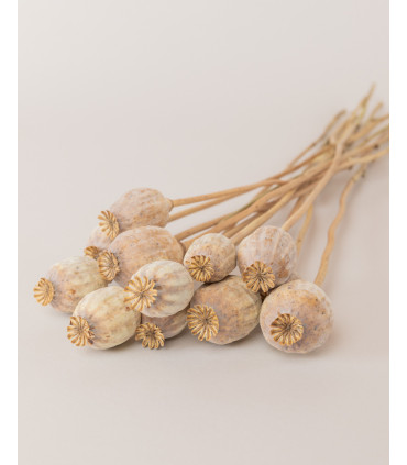 natural dried papaver