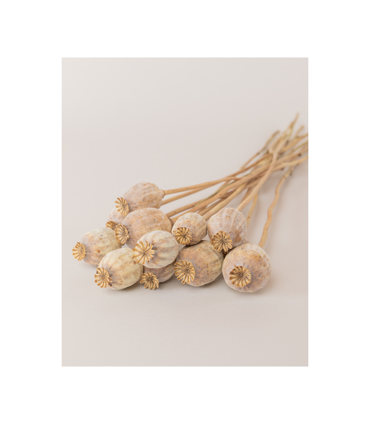 natural dried papaver