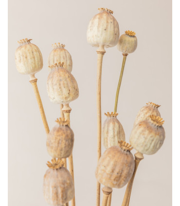 detail natural dried papaver