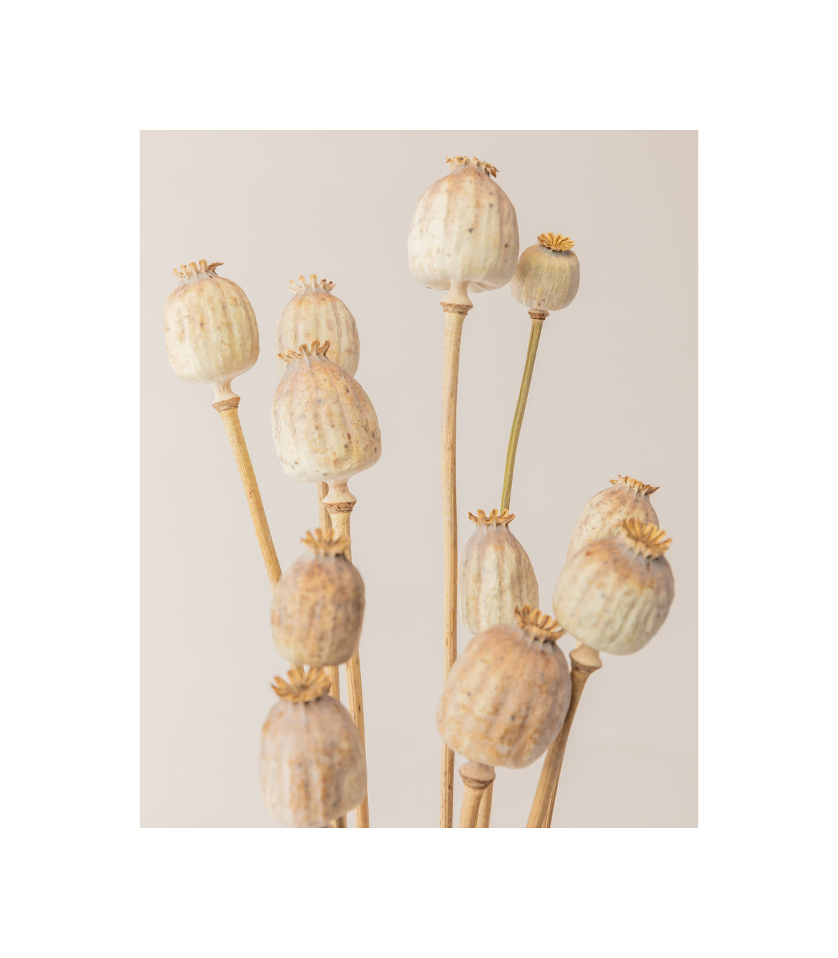 detail natural dried papaver