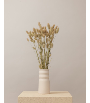 Natural dried lagurus | Decorative dried flowers