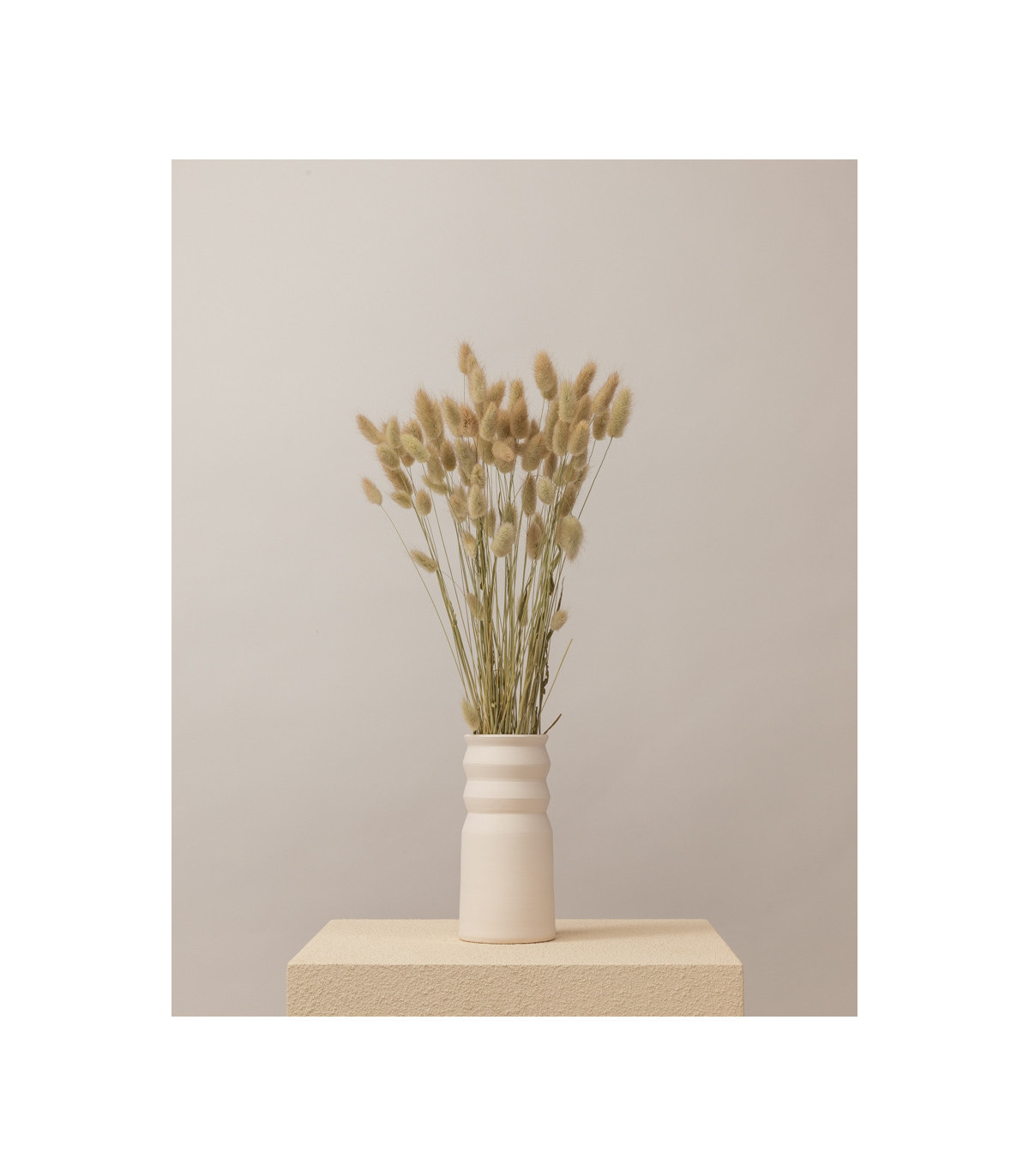 Natural dried lagurus | Decorative dried flowers