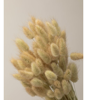 Lagurus seco natural