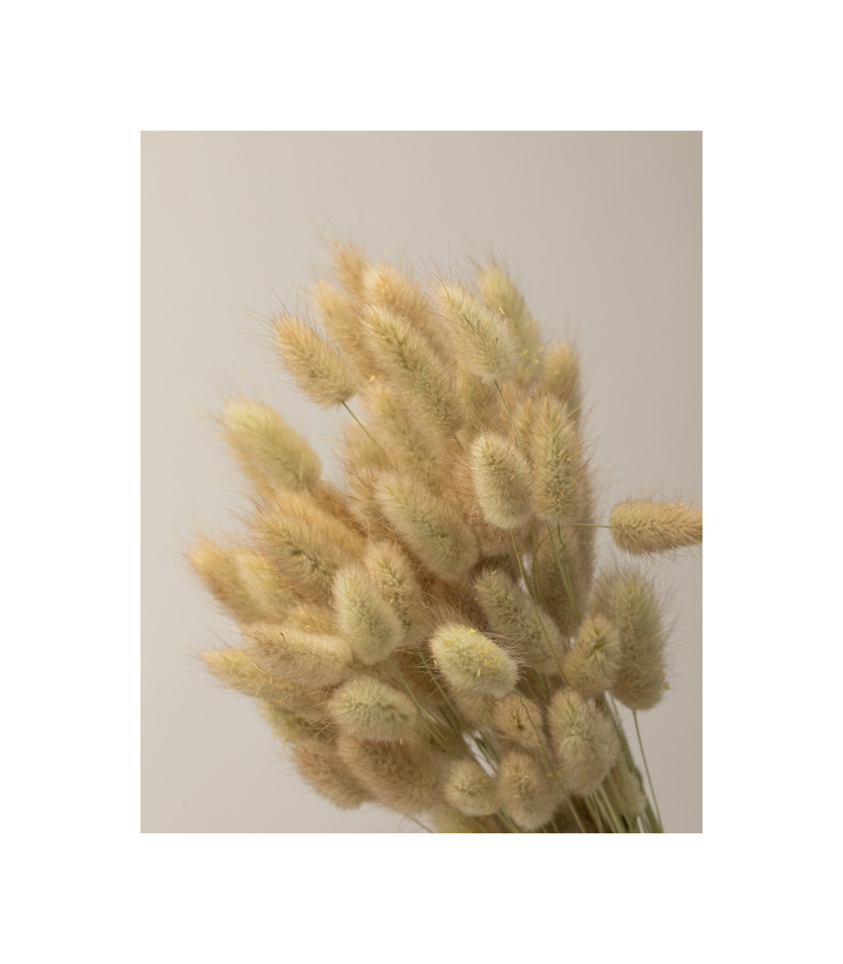 Natural dried lagurus | Decorative dried flowers