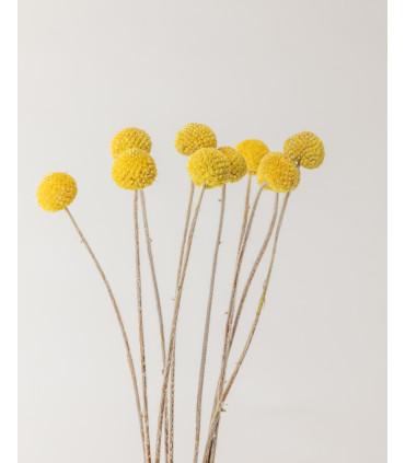 detail dried yellow craspedia