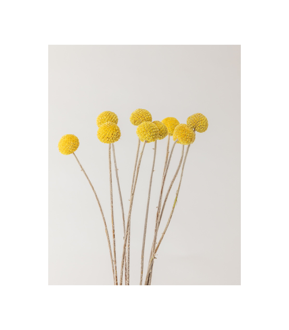 detail dried yellow craspedia