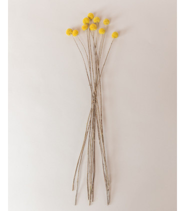 dried yellow craspedia tails