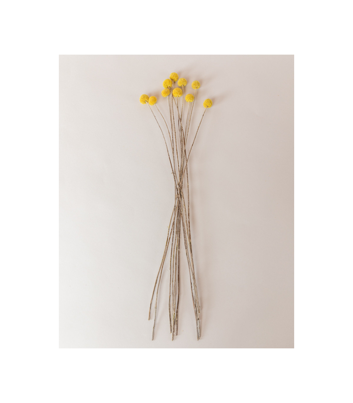 dried yellow craspedia tails