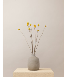 dried yellow craspedia