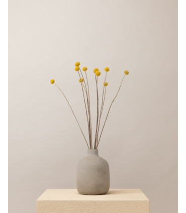 dried yellow craspedia